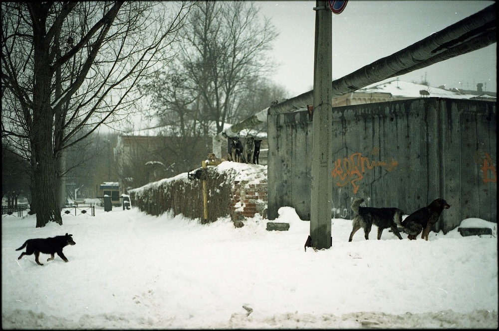 A photo of Kharkiv. It looks cold, and the buildings are mostly made of bare metal. There are dogs standing outside.