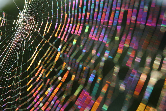 A close up photo of a spiderweb, angled so the light in it is refracted to rainbows. 