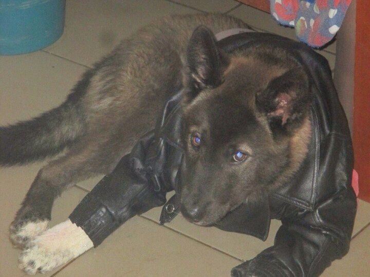 A dog of unknown breed in a leather jacket, looking into the camera like a bored teenager.